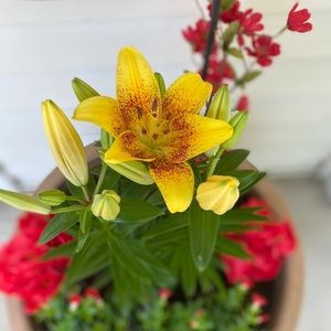 Meet your Posher, Debka